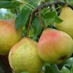 50 фото и описание яблони «Белорусское сладкое»