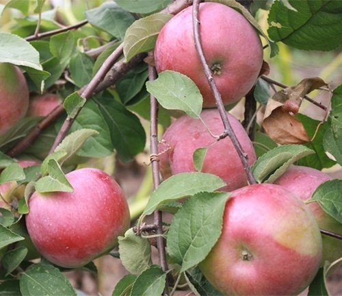 Яблоня жигулевское сорта опылители