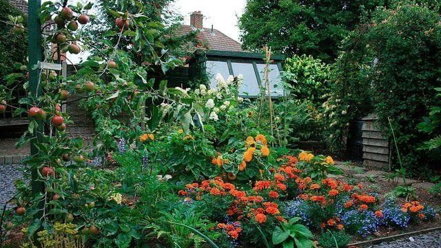 Что посадить под яблоней: лучшие и худшие соседи в саду, правила выбора культур и цветов