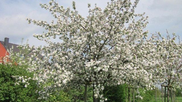 Цветущая яблоня: как выглядят цветы и ветки, когда бывает цветение, в каком месяце, в том числе в Москве