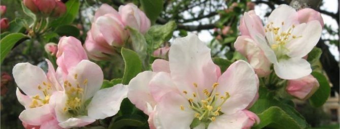 Яблоня орлинка цветение