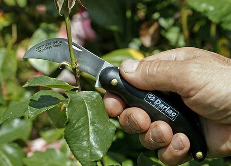 Окулировочный нож для прививок плодовых деревьев