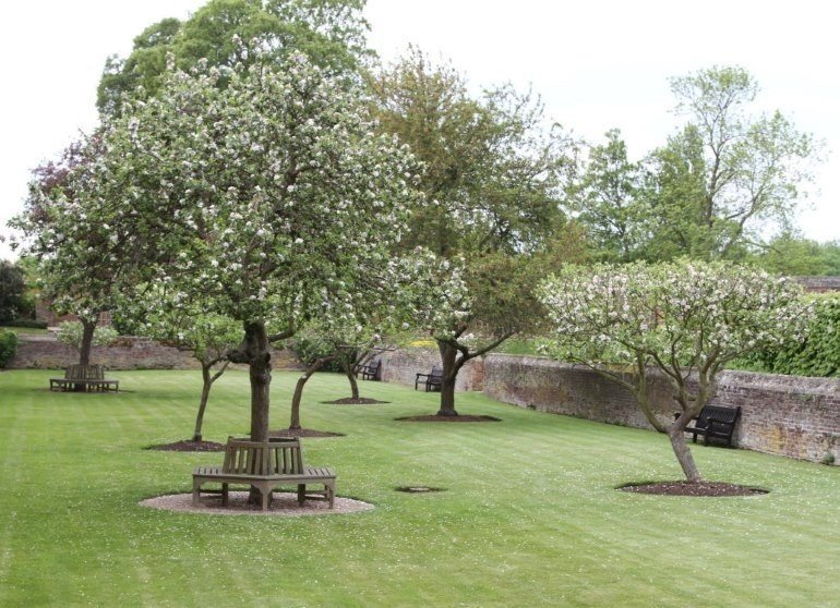 Яблоневый сад в цвету дерево