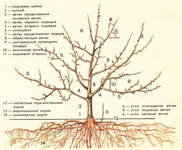Яблоня дерево корневая система