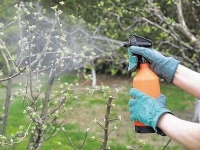 Опрыскивании молодых деревьев инсектицидами
