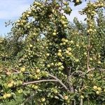 Характеристика яблони сорта Конфетное и агротехника выращивания