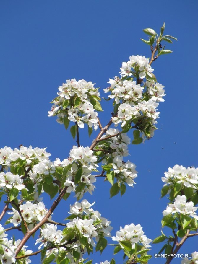 Яблоня семеренко цветение