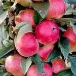 Колоновидная яблоня Васюган: описание, фото, отзывы, посадка и уход