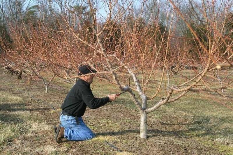 Формировка дерева персика