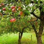 Обрезка яблони осенью: правила и сроки проведения процедуры