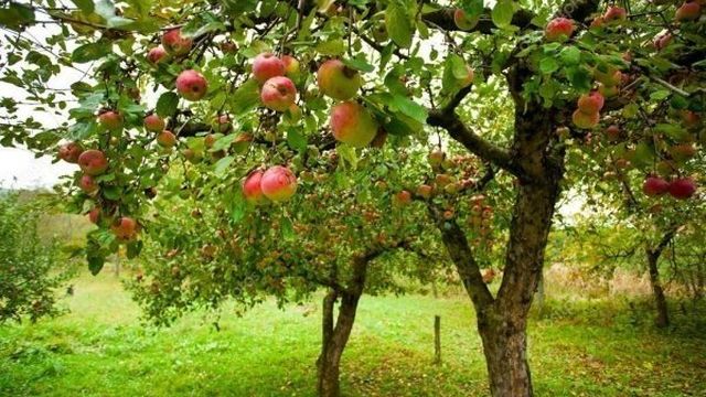 Обрезка яблони осенью: как правильно, сроки проведения, виды процедуры, формирующая, санитарная, омолаживающая