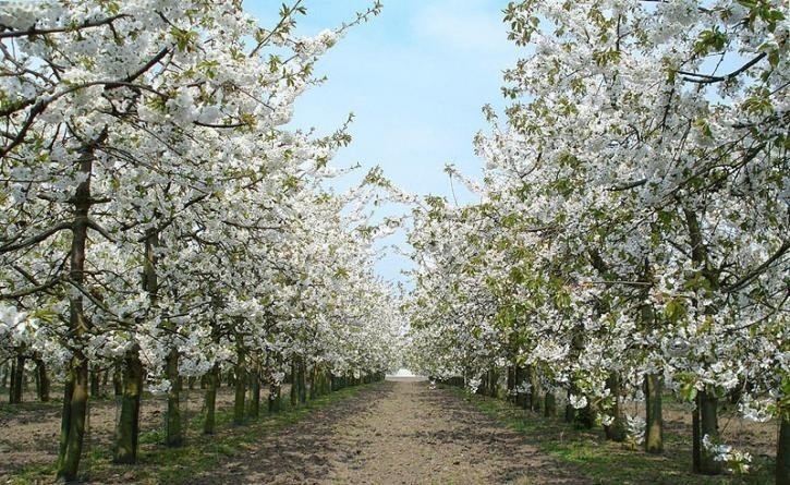 Цветущий яблоневый плодовый сад