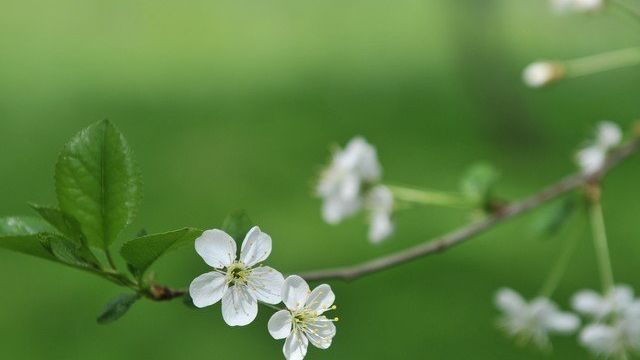 Почему не цветет вишня – 5 возможных причин и советы, что делать | В саду