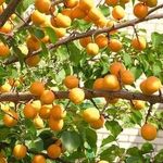 Почему не плодоносит абрикос