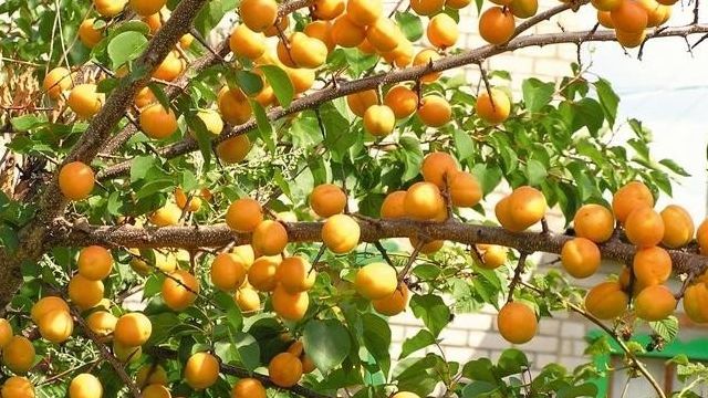 Почему не плодоносит абрикос