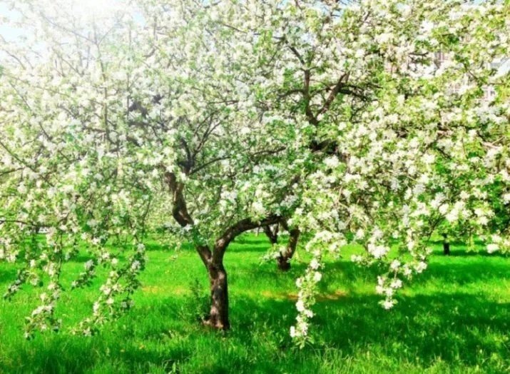 Сад летом деревья яблоня в цвету