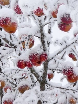 Плодовые деревья в снегу