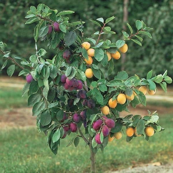 Слива и абрикос на одном дереве