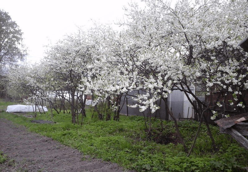 Яблоневый сад цветение