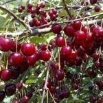 Сорт вишни Шпанка – гарантия раннего и богатого урожая