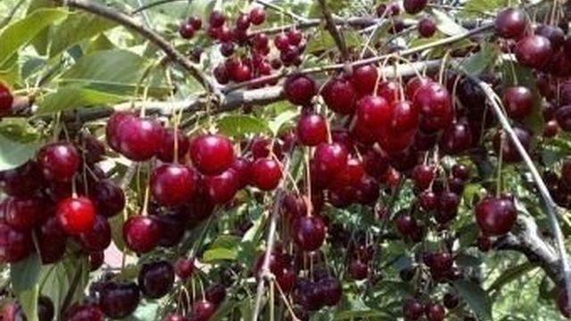 Сорт вишни Шпанка – гарантия раннего и богатого урожая