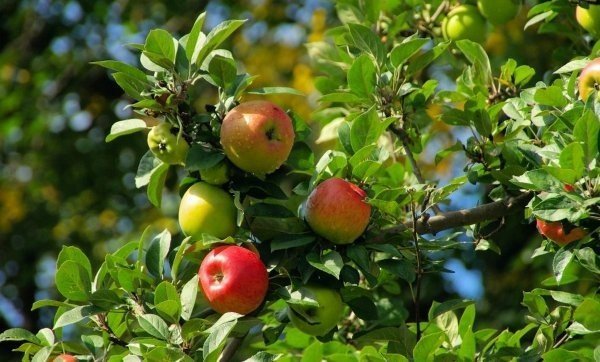 Яблоня беркутовское дерево