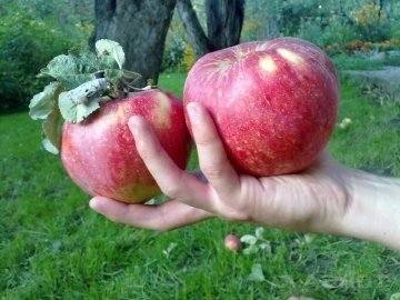Сорт алмаатинский апорт яблоки
