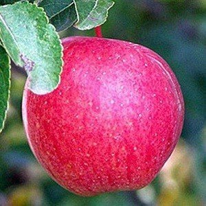 Сорт яблони хоней крисп