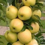 Яблоня колонновидная «Медок»: описание сорта, фото и отзывы