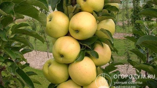 Яблоня колонновидная Медок: описание сорта, фото, отзывы