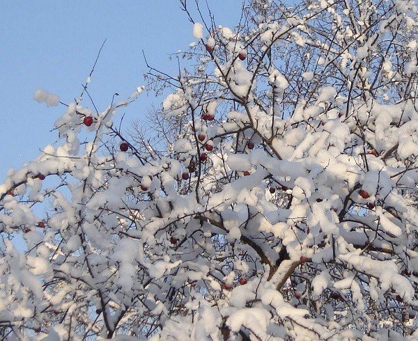 Одинокое дерево рябина зимой