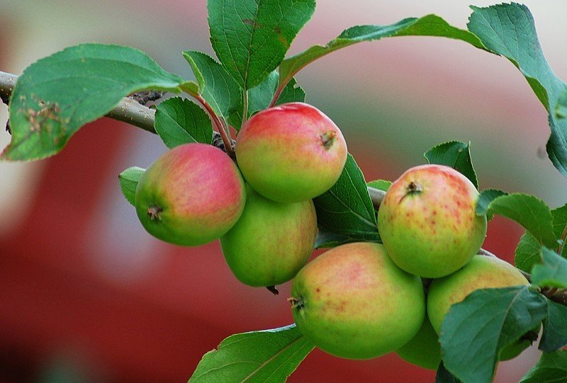 Яблоня грушовка медовая