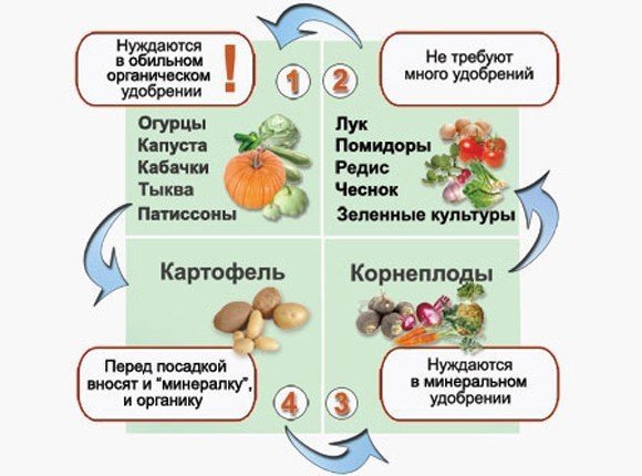 Схема севооборота овощных культур на огороде