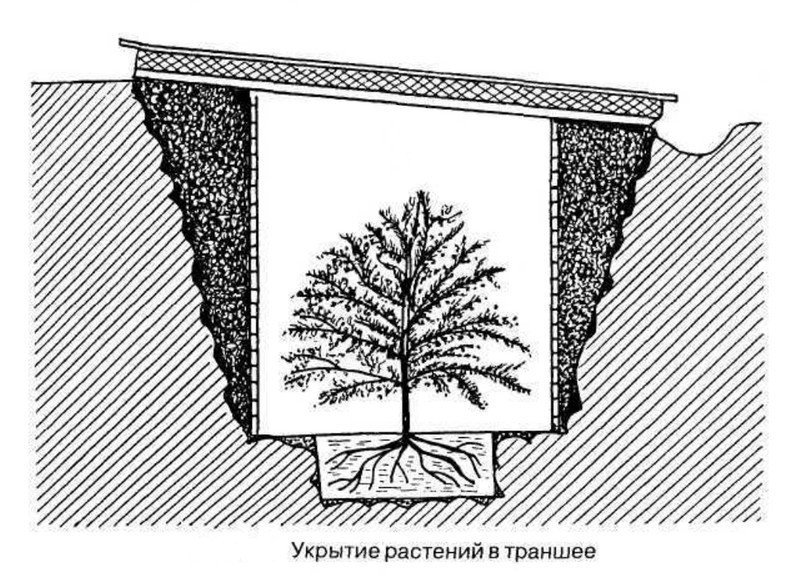 Посадка крупномерных деревьев схема