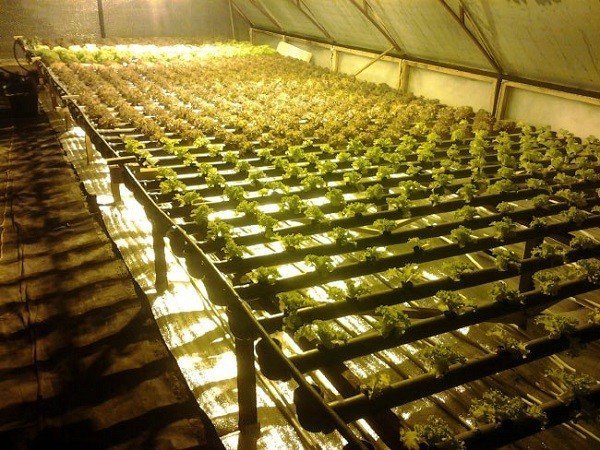 Greenhouse hydroponic systems вагона