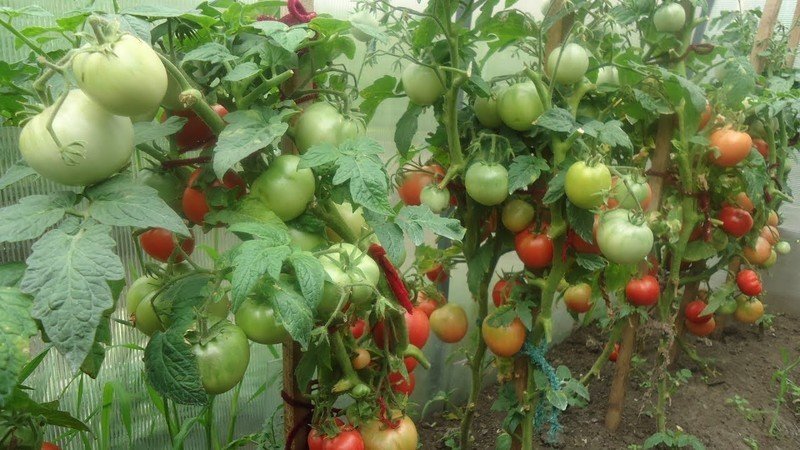 Ольга чернова томаты в теплице