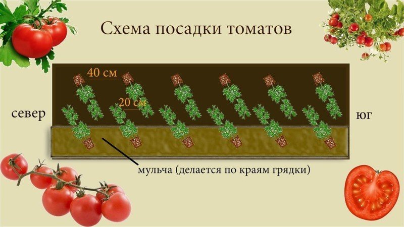Схема посадки томатов в открытый грунт