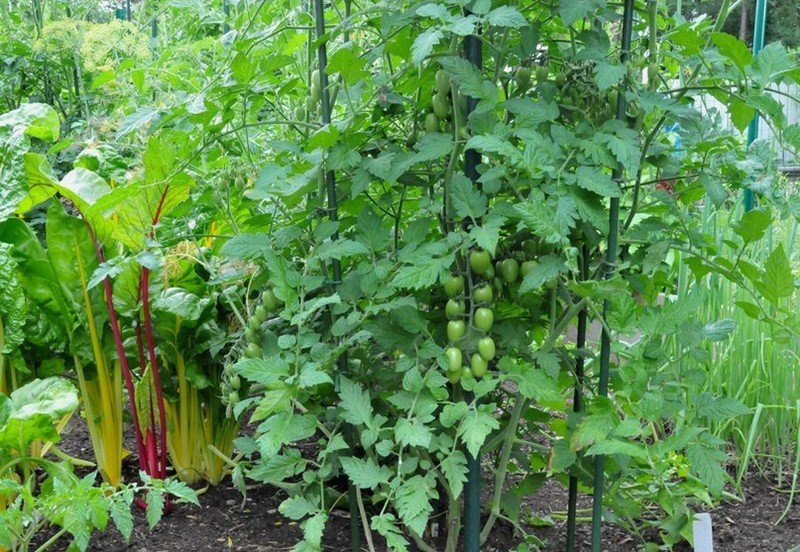 Смешанные посадки с томатами