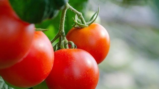 7 золотых правила для богатого урожая томата. Или как я выращиваю помидоры по советам итальянцев