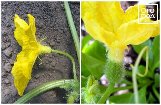 Тычиночный цветок огурца
