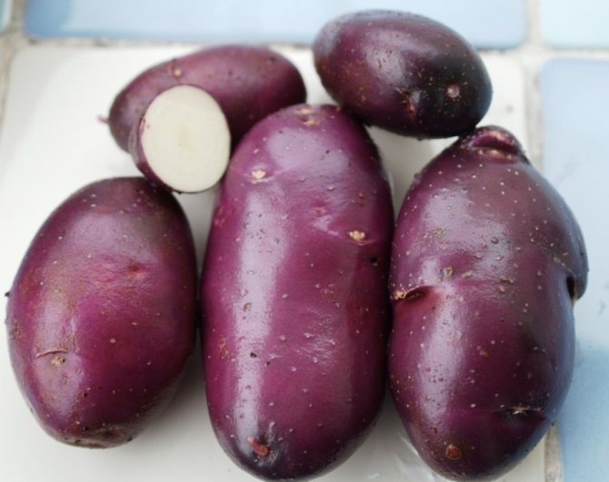 Фиолетовая картошка сорт