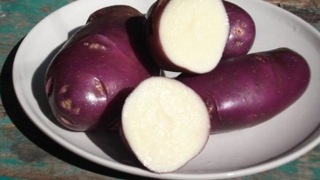 Безкрахмалистые плоды с превосходным вкусом — картофель Голубой Дунай