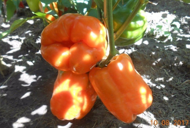 Перец оранжевая красавица семко