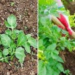 Характеристика и описание сорта картофеля Любава, выращивание и уход