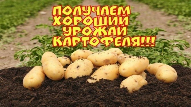 Сорт картофеля фелокс