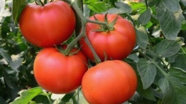Как осуществляется выращивание помидоров по методу Маслова