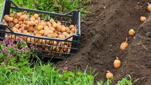 Как правильно сажать картошку чтобы получить хороший урожай