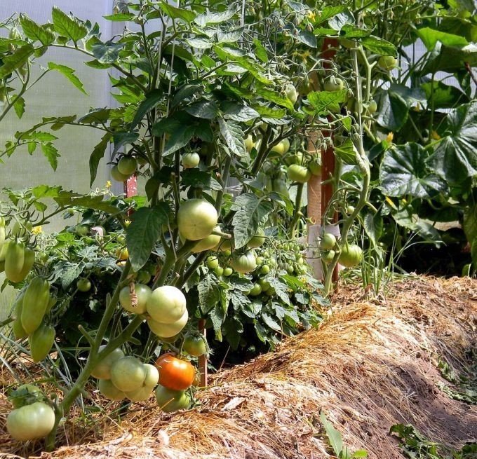 Подвязать помидоры в теплице из поликарбоната
