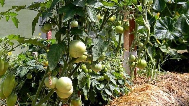 Как сажать помидоры, перцы и огурцы в теплице; на каком расстоянии сажать; Сад и огород