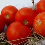 Как сажать помидоры под зиму в открытый грунт